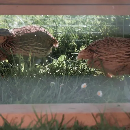 Rosenhaus 2 דירה *